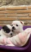 Cuccioli chihuahua 