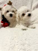 Bellissime cucciole di bishon maltese 