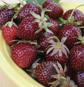 Piante di fragola al gusto mora