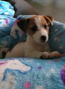 JACK RUSSELL TERRIER CUCCIOLI