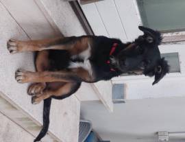 Zagor, dolce cucciolo di pastore tedesco, aspetta una famiglia