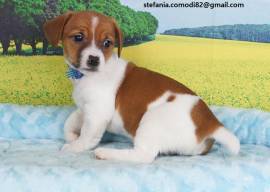 Jack Russel