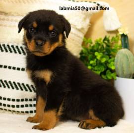 Cuccioli di Rottweiler