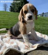  Cuccioli di Beagle
