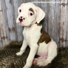 cuccioli di Boxer con documenti