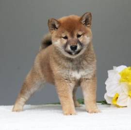 Cucciolata di Shiba Inu maschi e femmine