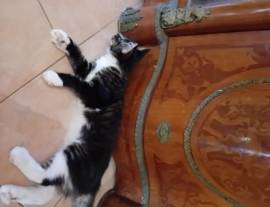 MAINE COON AMERICANO