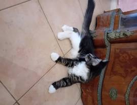 MAINE COON AMERICANO