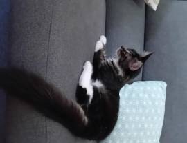 MAINE COON AMERICANO