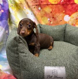 cucciolo di Bassotto cioccolato maschio