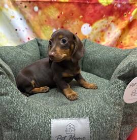 cucciolo di Bassotto cioccolato maschio