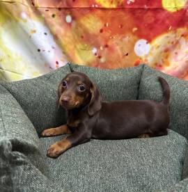 cucciolo di Bassotto cioccolato maschio