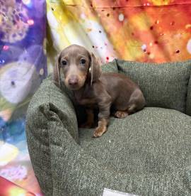 cucciolo di Bassotto isabella maschio 