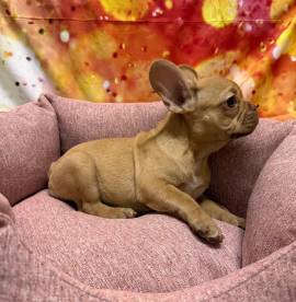 cucciola di Bouleodgue Francese crema femmina 