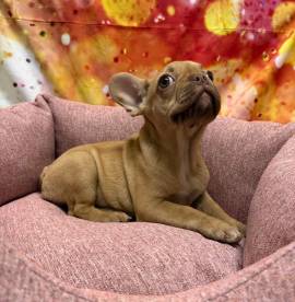 cucciola di Bouleodgue Francese crema femmina 