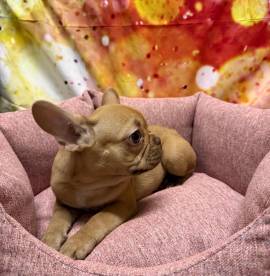 cucciola di Bouleodgue Francese crema femmina 