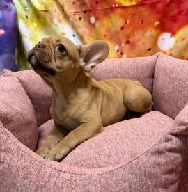 cucciola di Bouleodgue Francese crema femmina 