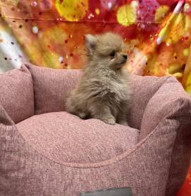  cucciola di Volpino di Pomerania crema femmina