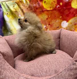  cucciola di Volpino di Pomerania crema femmina