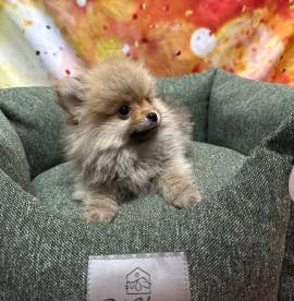 cucciolo di Volpino di Pomerania fulvo maschio