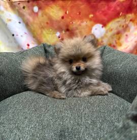 cucciolo di Volpino di Pomerania fulvo maschio 