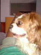 pensionato  vedovo  cerca compagna