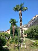 Giardinaggio/Abbattimento alberi 