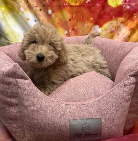  cucciola di Maltipoo crema femmina 