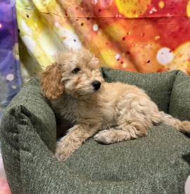  cucciolo di Maltipoo crema maschio