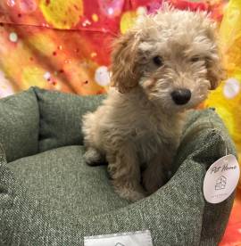  cucciolo di Maltipoo crema maschio