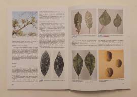 Patologia vegetale di Gilberto Govi Edizioni Agricole, ottobre 1991