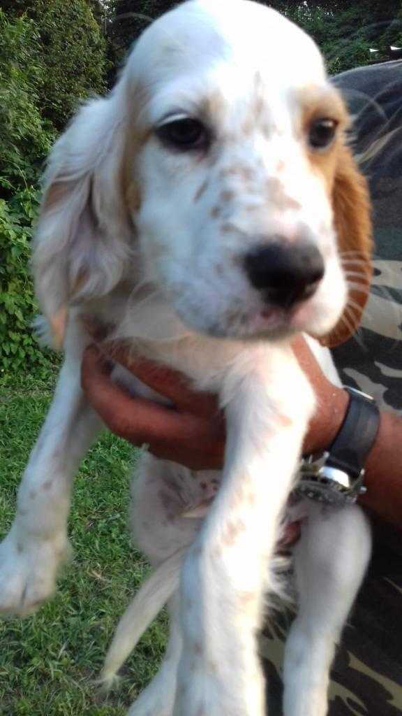 cucciolo di setter inglese