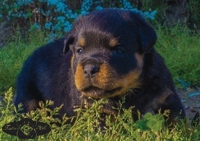 Rottweiler Cuccioli Roma Expo