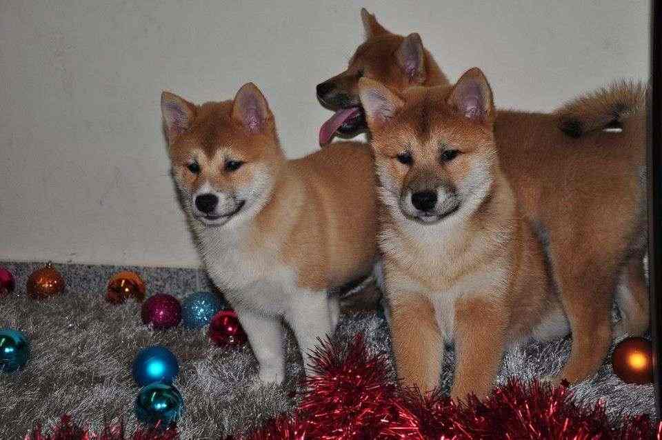 Bei cuccioli di shiba inu disponibili per una famiglia premurosa e amorevole.