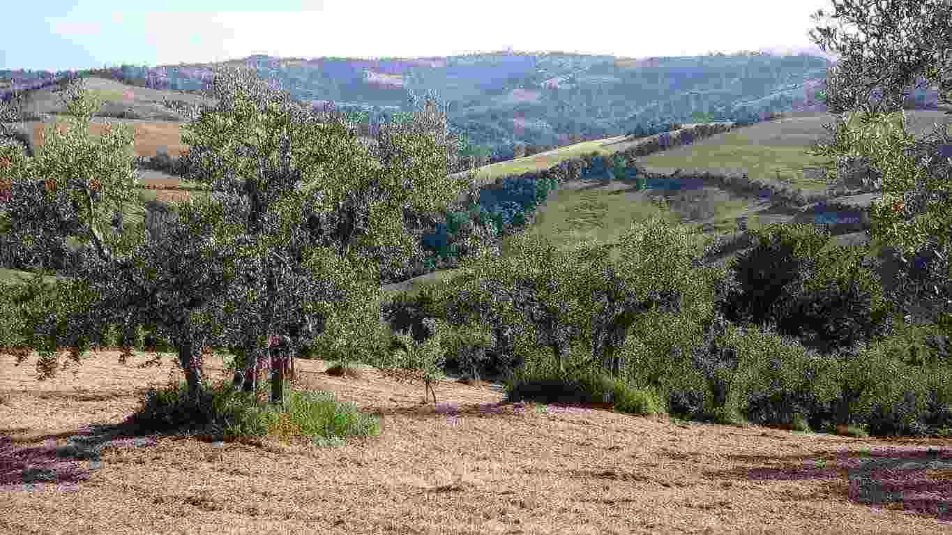 Terreno agricolo uliveto panoramico 