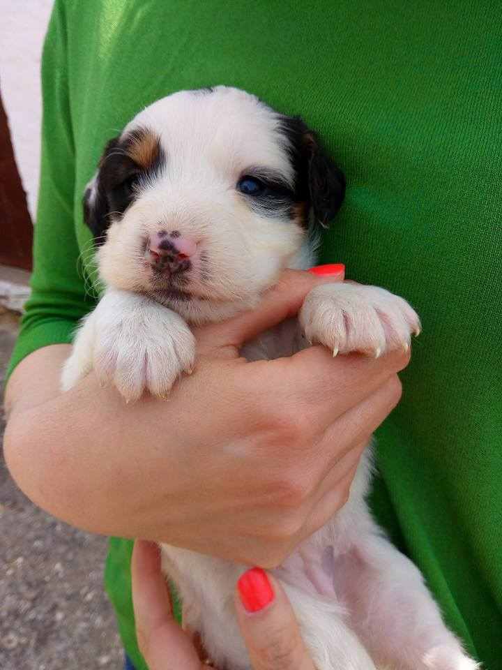 VIOLETTA CUCCIOLA DI DUE MESI 