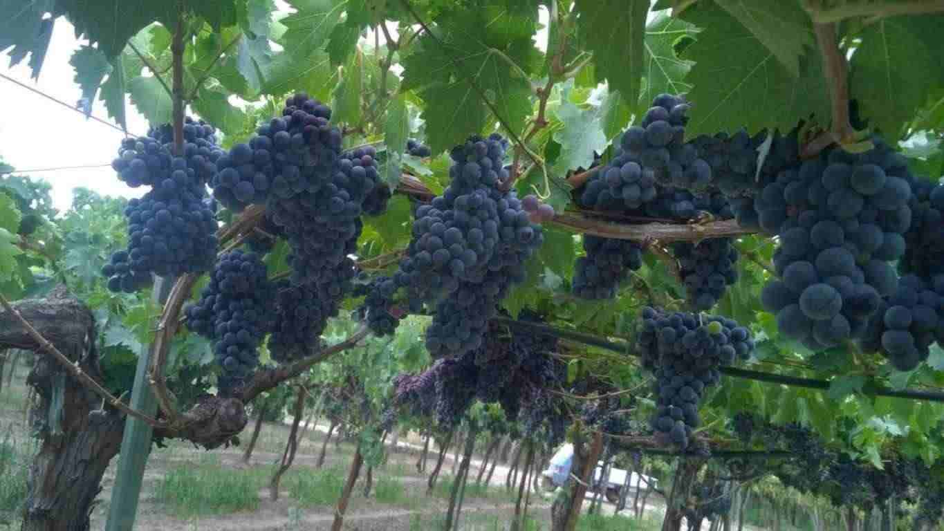 Uva da vino a Bacca rossa e bianca Montepulciano d'Abruzzo, Sangiovese, Lambrusco, Greco di Tufo