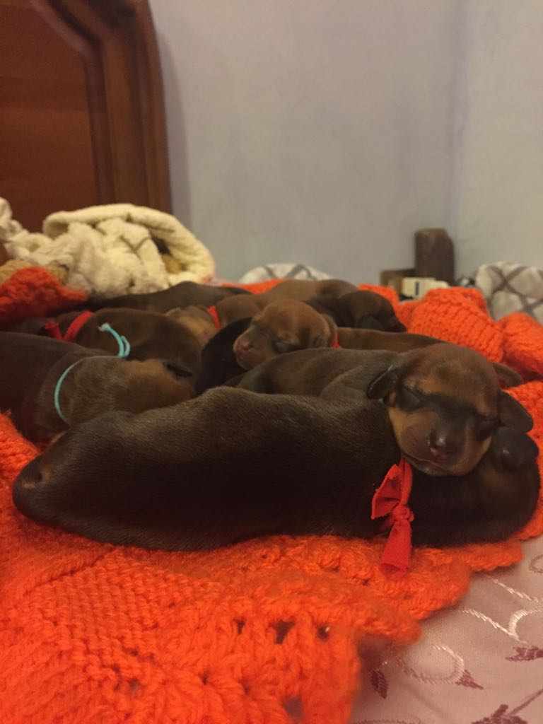 CUCCIOLATA BASSOTTO NANO TEDESCO PELO CORTO