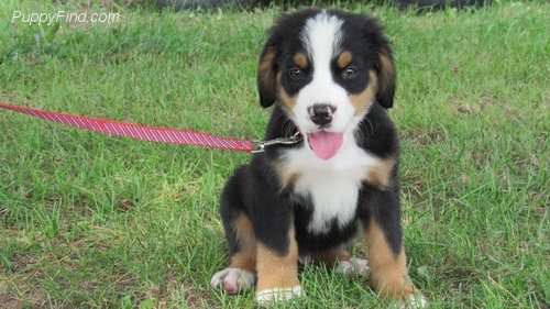 SPLENDIDI CUCCIOLI DI BOVARO DEL BERNESE