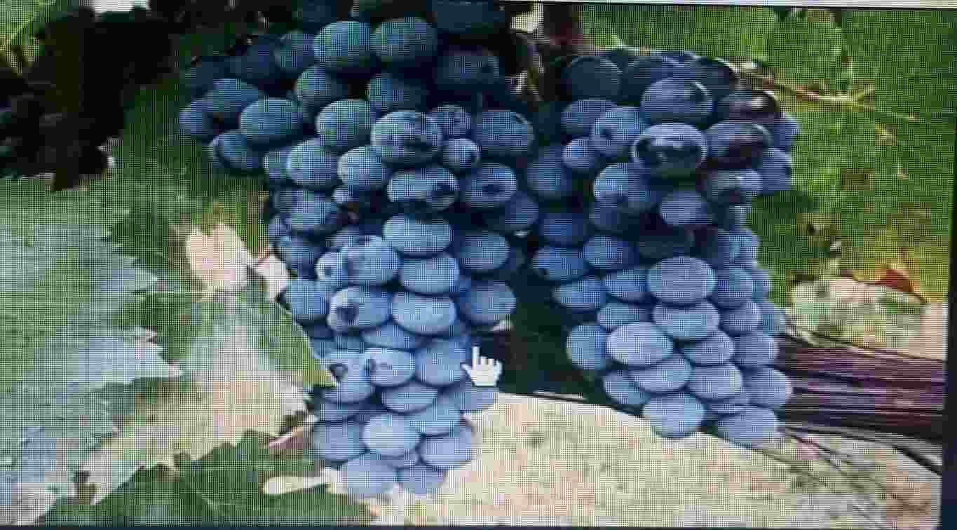 Vendo uva da vino montepulciano 