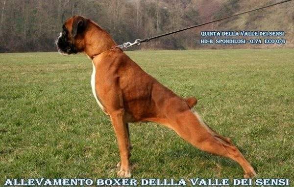 ALLEVAMENTO BOXER DELLA VALLE DEI SENSI - VENDITA CUCCIOLI BOXER-ALLEVAMENTI BOXER VENETO