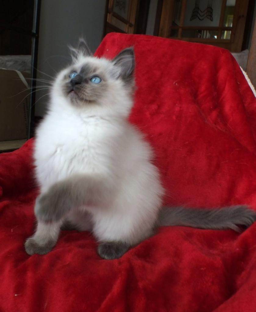 Simpatico gattino Ragdoll maschio di 14 settimane per adozione