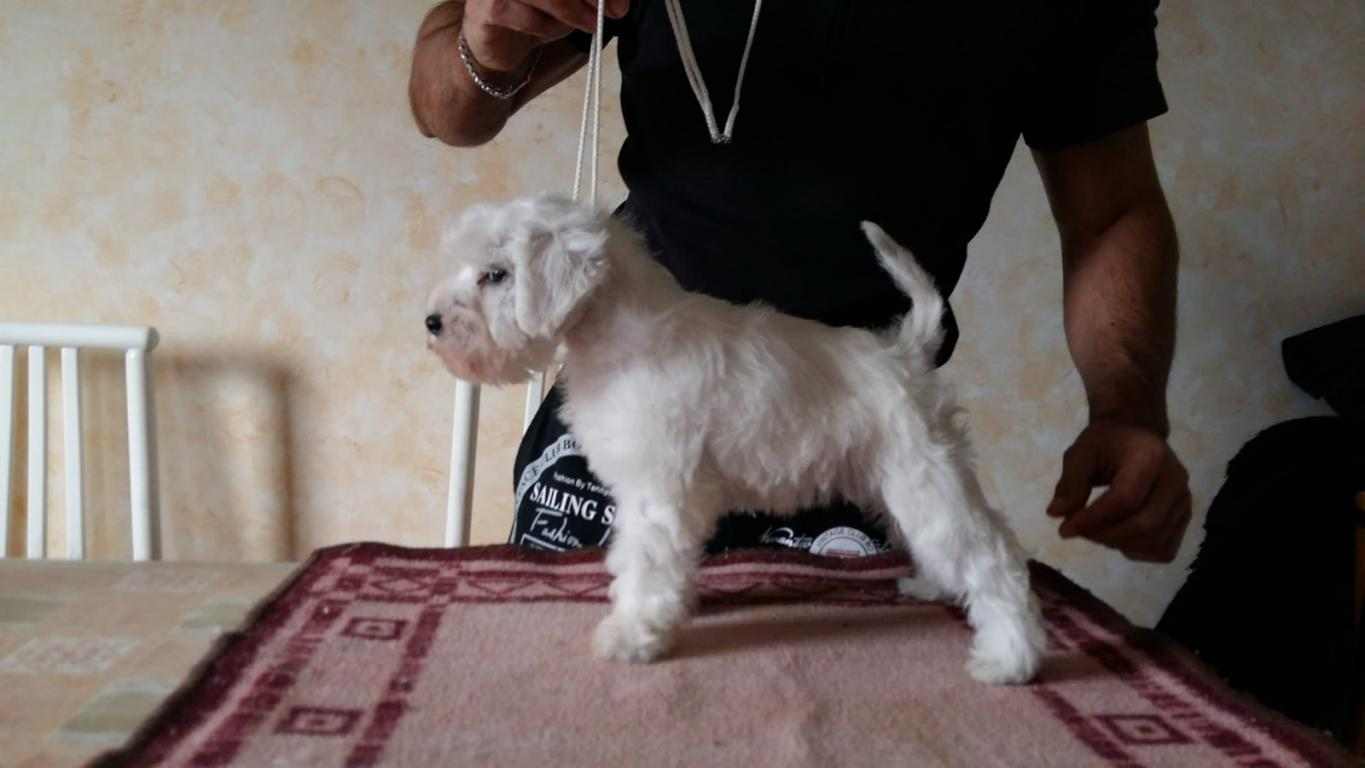 cuccioli schnauzer nano bianco