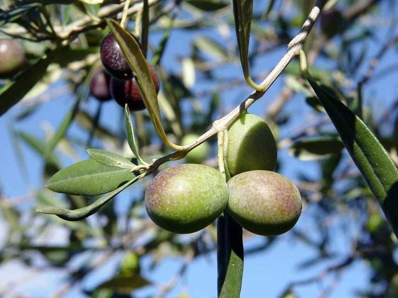 olio Extra Vergine di oliva biologico (Sicilia/Palermo)