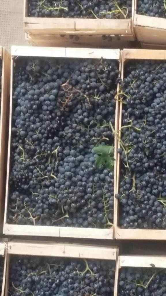 Uva da vino Montepulciano, Lambrusco, Greco di Tufo