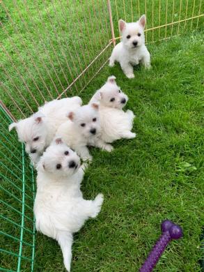 Terrier bianco delle Highlands occidentali