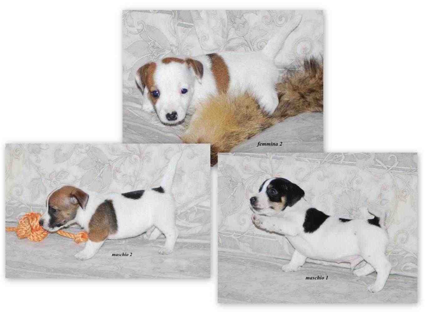 Cuccioli di Jack Russell Terrier