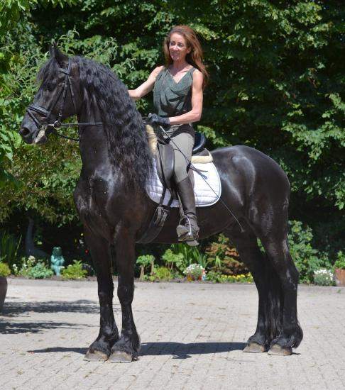 bellissimo cavallo da frisone intelligente in vendita