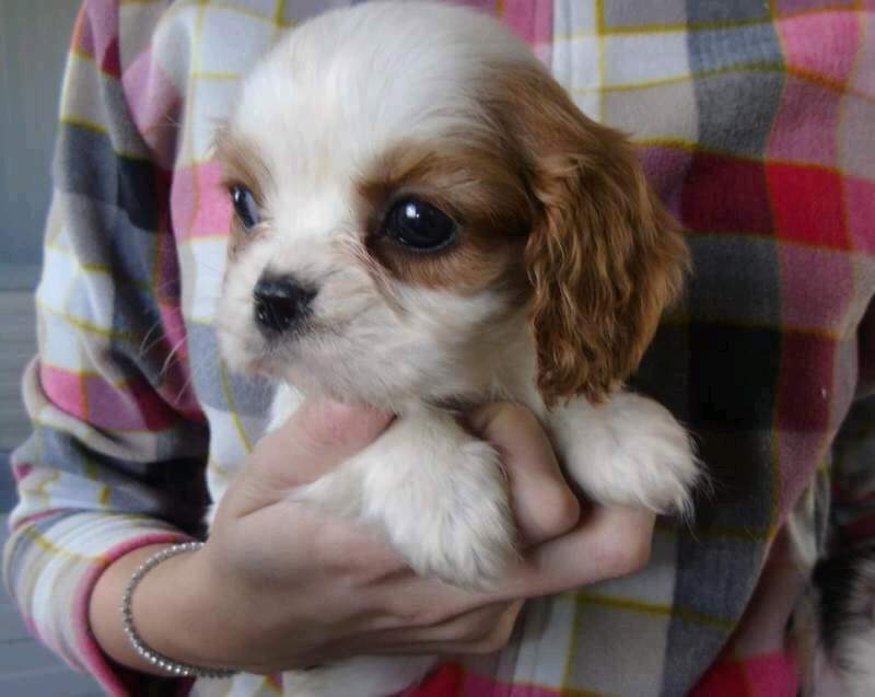 Cuccioli Cavalier King Charles spanie