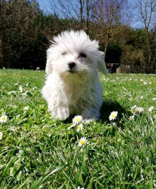 Cuccioli di Maltese stupendi